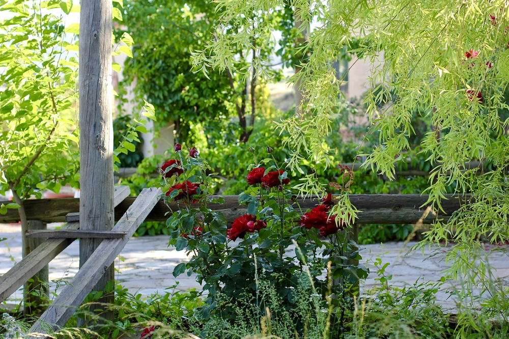 Czerwone kwiaty przy drewnianym ogrodzeniu otoczone zielenią – aranżacja ogrodów